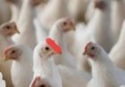 Major bird flu crisis in Maharashtra.