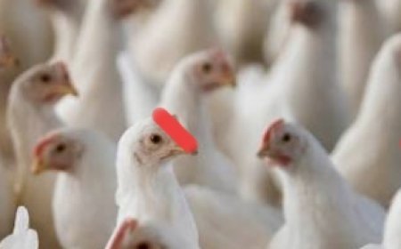 Major bird flu crisis in Maharashtra.