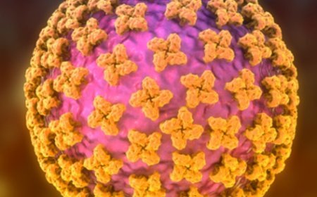 WHO has reported eight hantavirus cases, including three deaths, but assessed the public health risk as low.