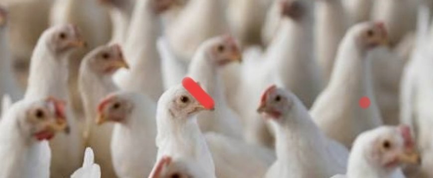 Major bird flu crisis in Maharashtra.