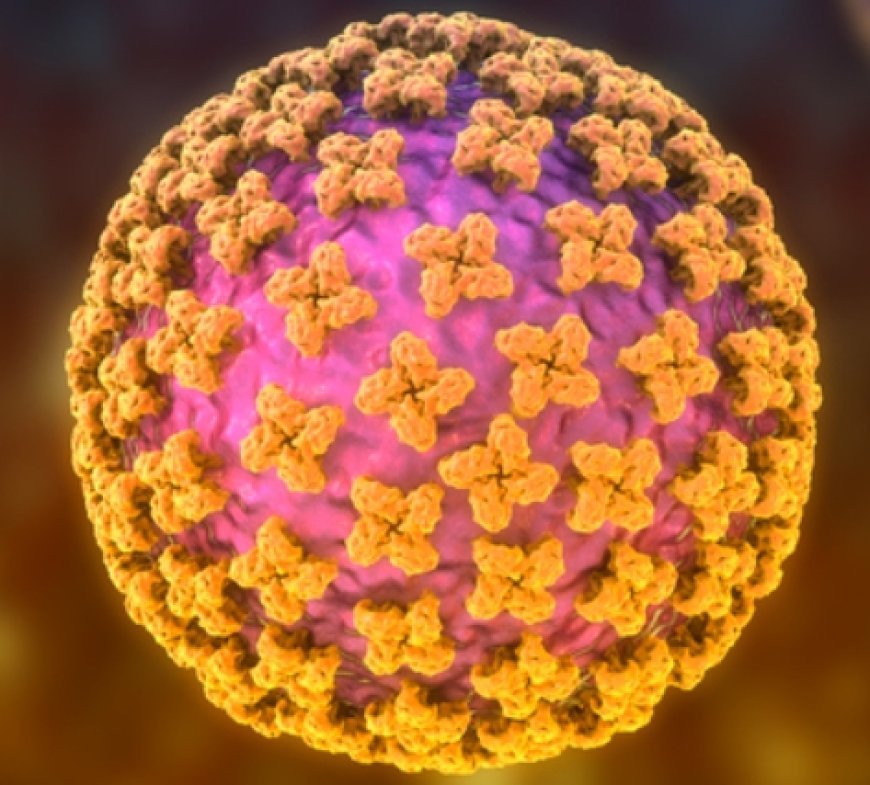 WHO has reported eight hantavirus cases, including three deaths, but assessed the public health risk as low.