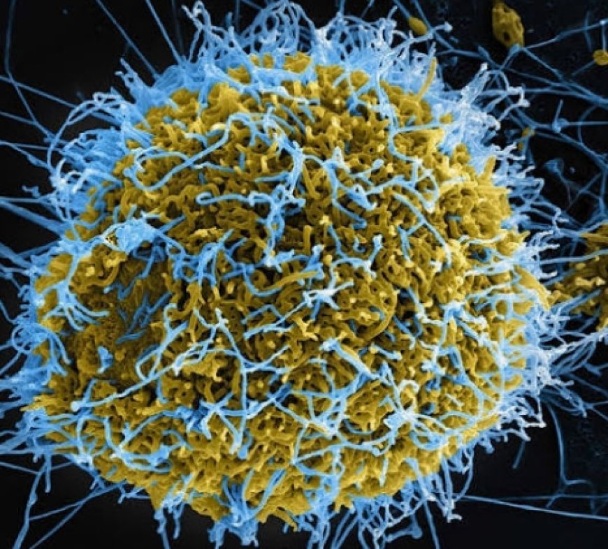 Ebola Outbreak Sparks Global Alarm; 80 Dead as WHO Declares Public Health Emergency. Vi