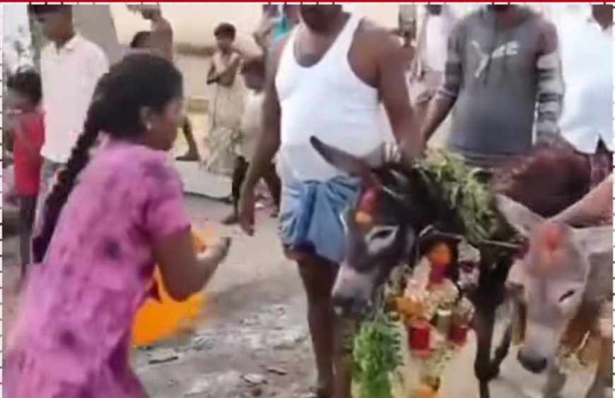 Wedding Bells for Donkeys: Andhra Farmers Marry Donkeys to Please Rain Gods".
