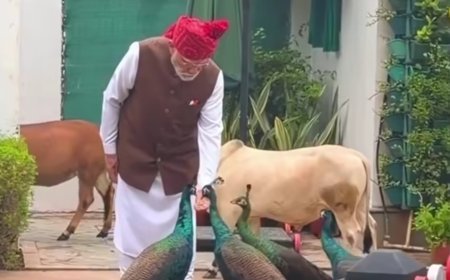 PM Modi Feeds Peacock With His Own Hands, Heartwarming Video Captures Rare Moment