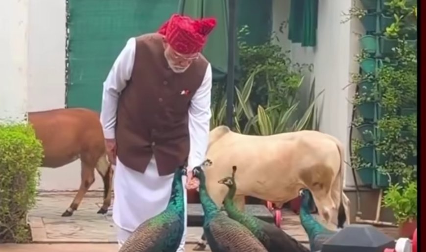 PM Modi Feeds Peacock With His Own Hands, Heartwarming Video Captures Rare Moment