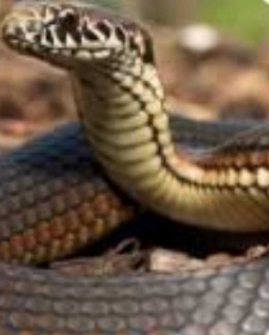 Unusual Visitor at Mannat: 8-Foot Indian Rat Snake Rescued