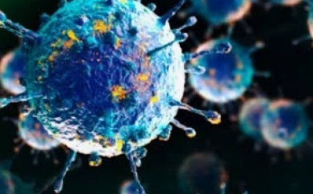 First Human Case Of Shamonda Virus Confirmed In France, Patient Dies; WHO Says No Risk To General Population At This Stage